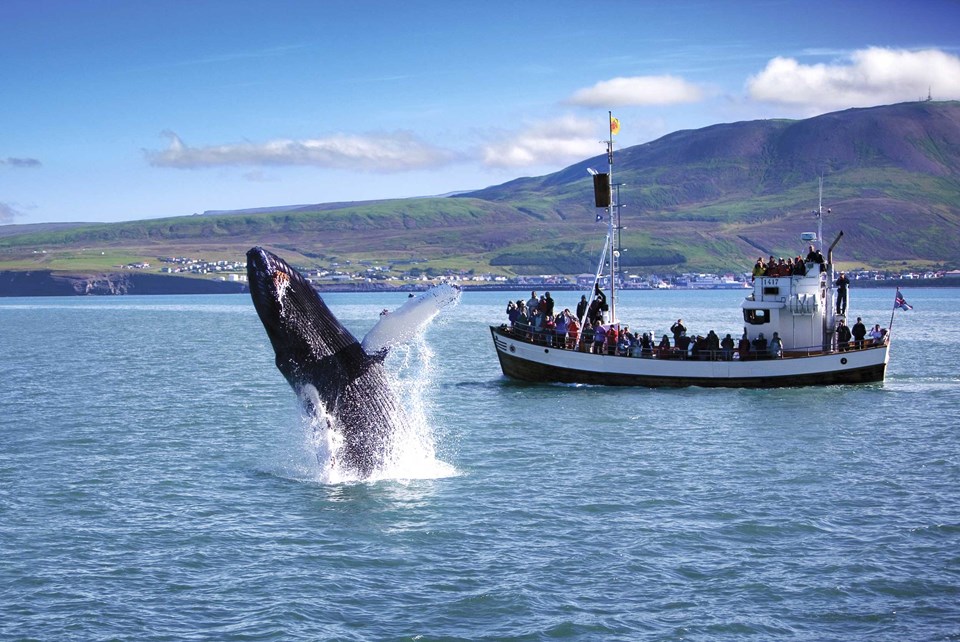 Ballenas en Islandia