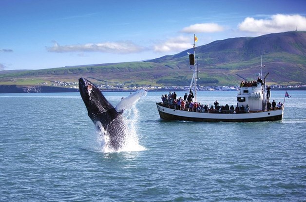 Ultimate guide for whale watching in Iceland