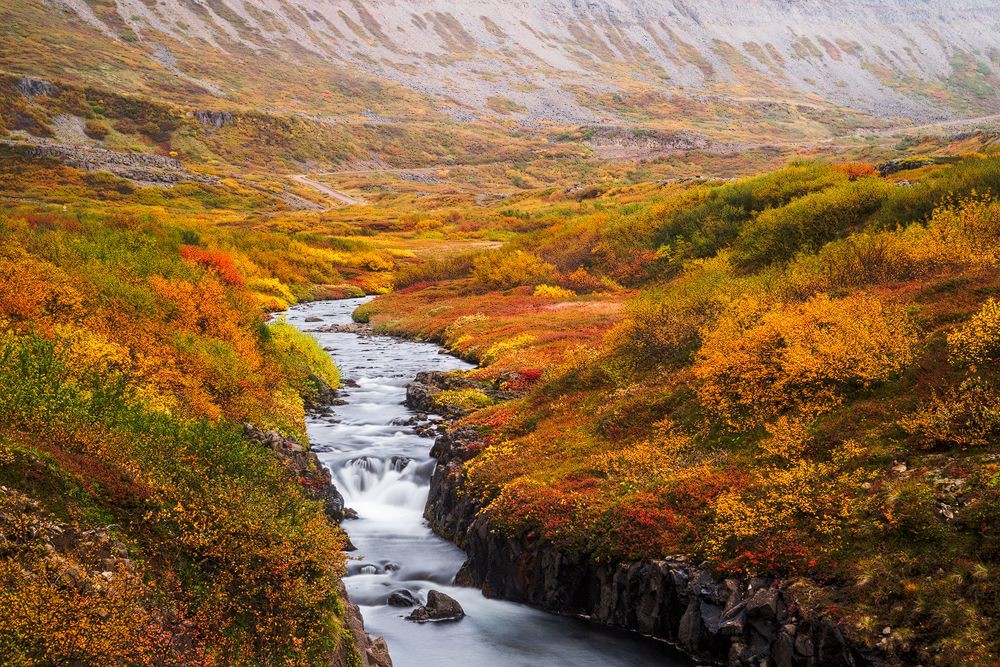 Fiume e cespugli arancioni e rossi in Islanda in autunno.