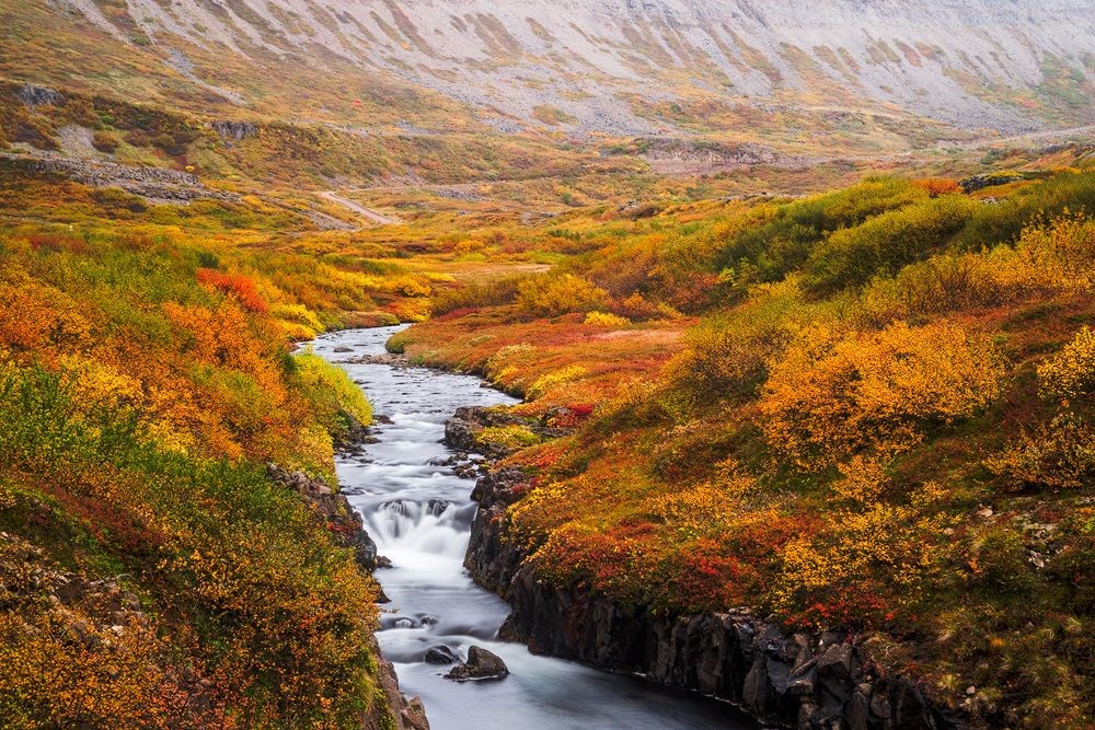 River and orange and red bushes in Iceland in autumn