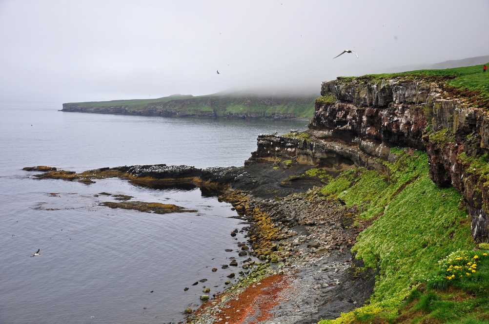 Bird cliff at Grimsey Island in Iceland