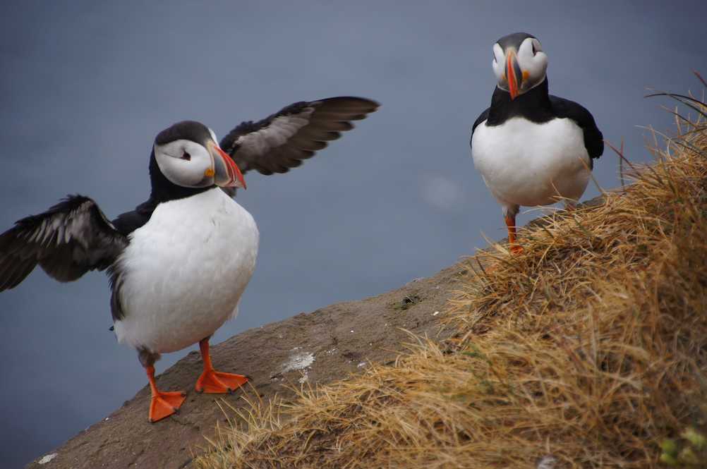 Two puffin on a cliff in Iceland
