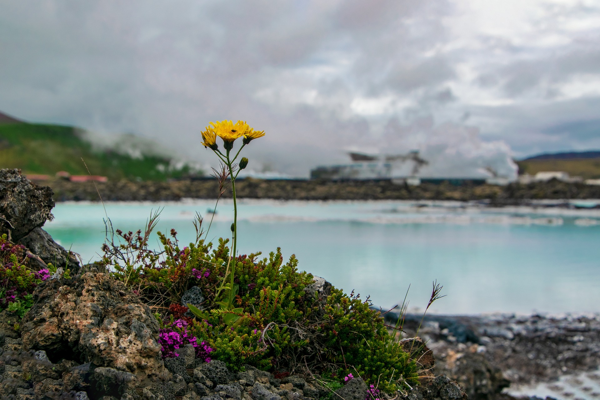 Yellow flower on the foreground, blue lagoon iceland with milky blue water