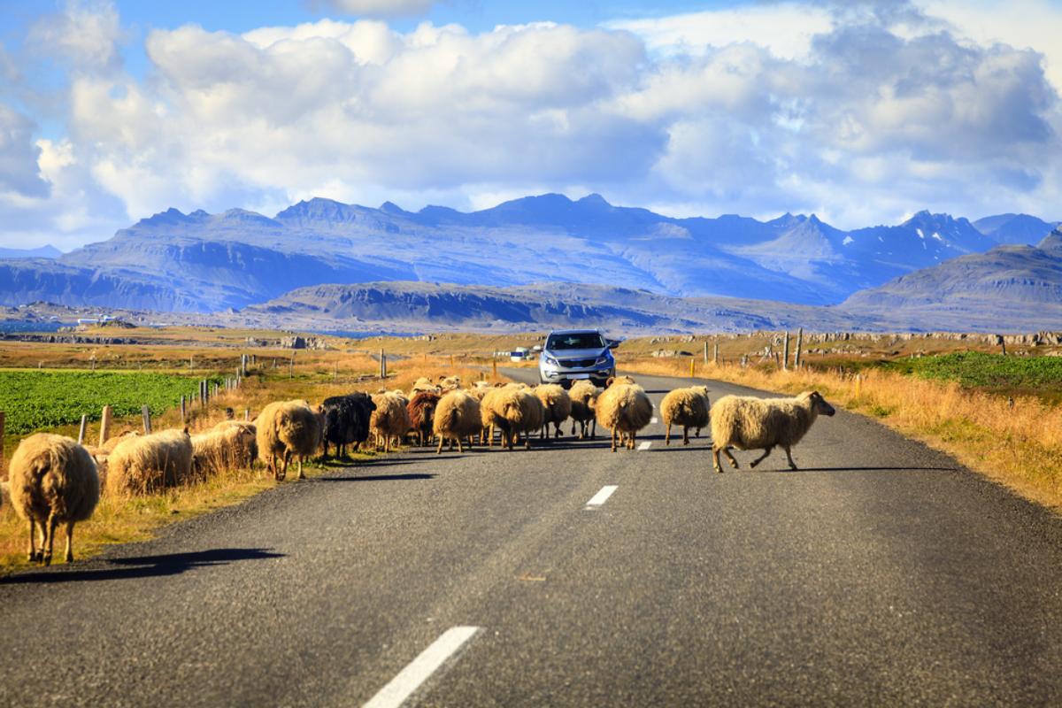 A herd of sheep blocking the road while a car waits, set against the dramatic backdrop of Icelandic mountains.