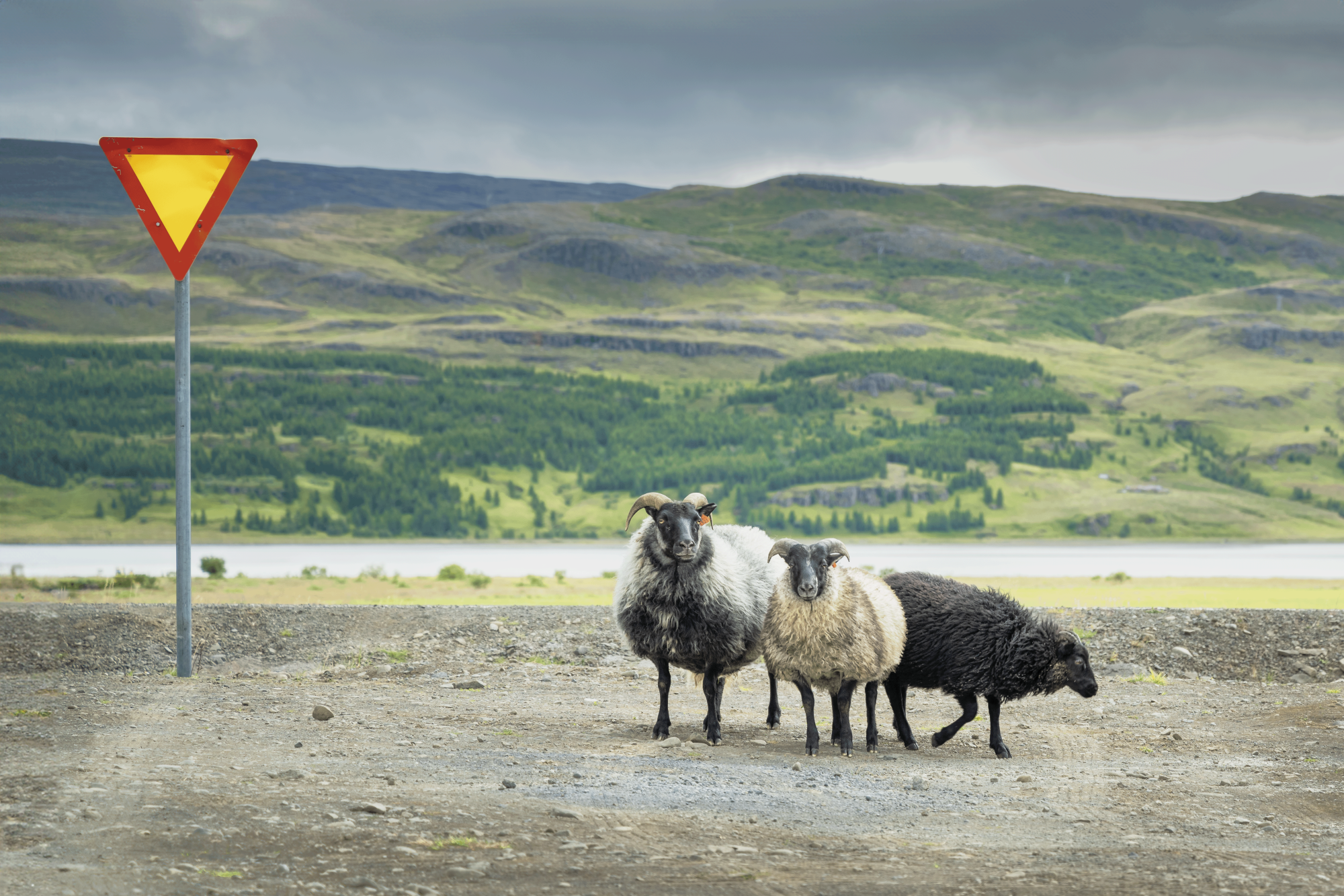 Sheep in Front of Yield Sign in Iceland A group of Icelandic sheep near a road sign in the countryside, surrounded by green hills.