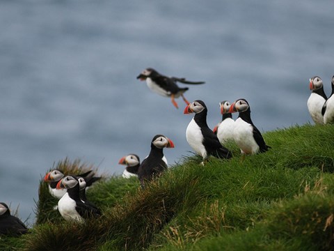 Elding whale watching
