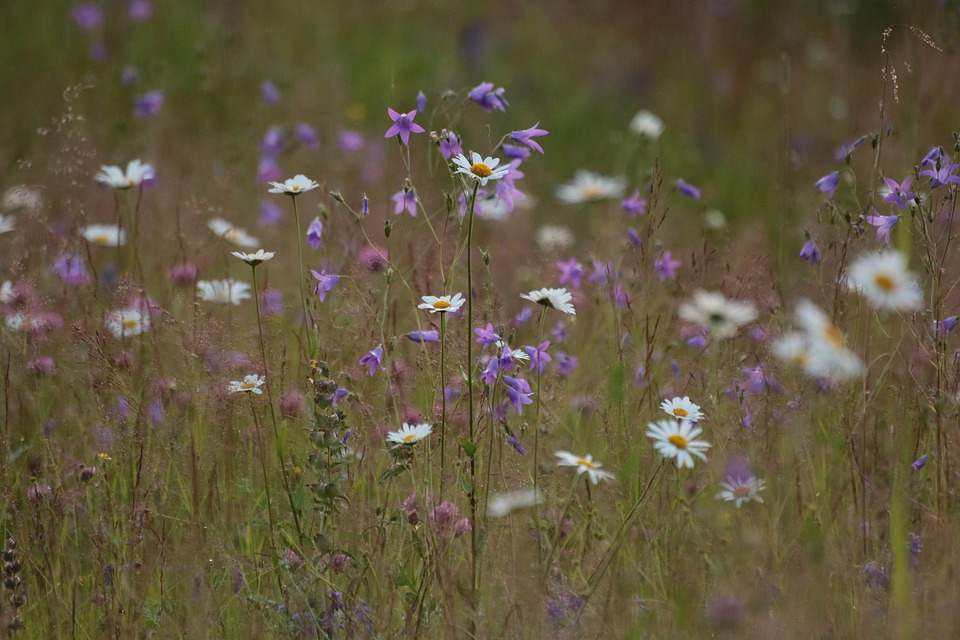 Flowers in Finland Flowers in Finland