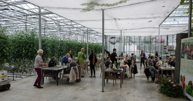 Fridheimar tomato farm in Iceland