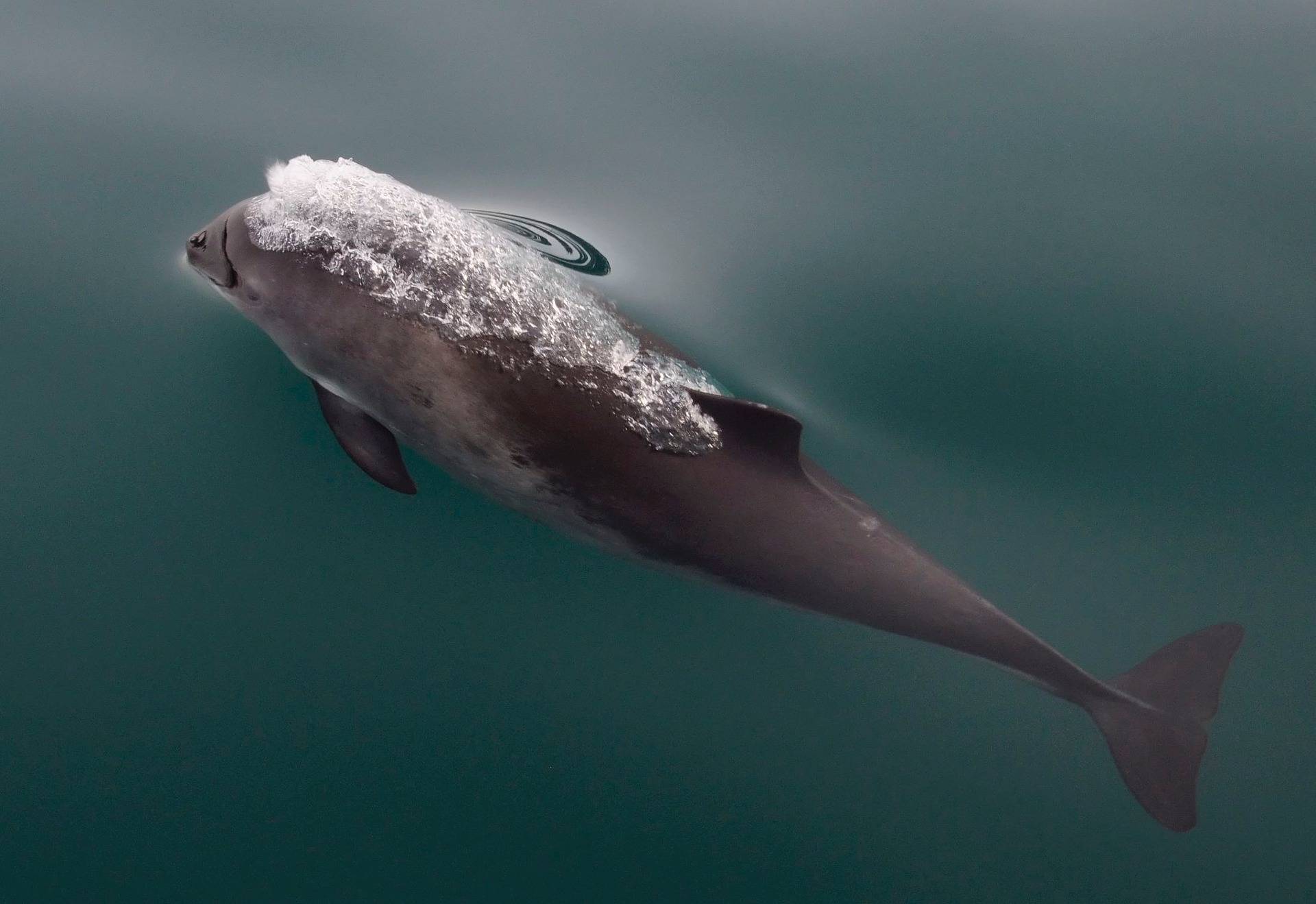 A harbour porpoise swimming under water