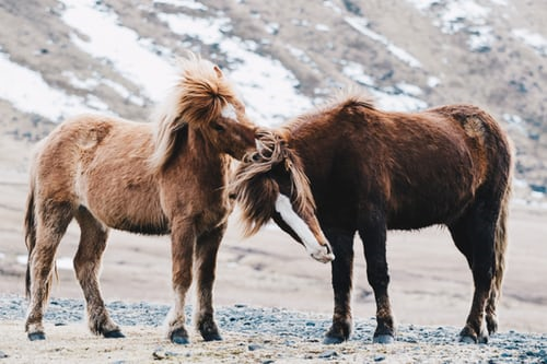 two typical icelandic horses