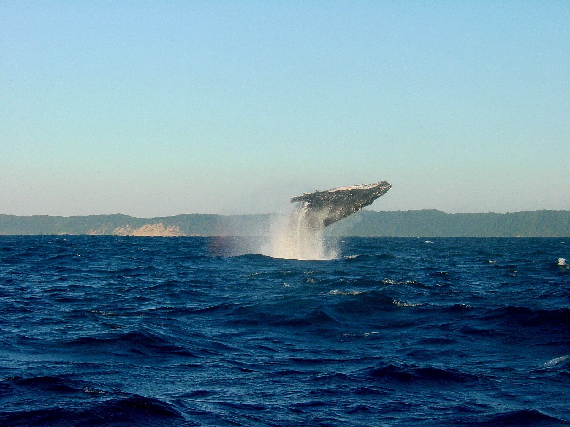 humpback whale breaching in Iceland