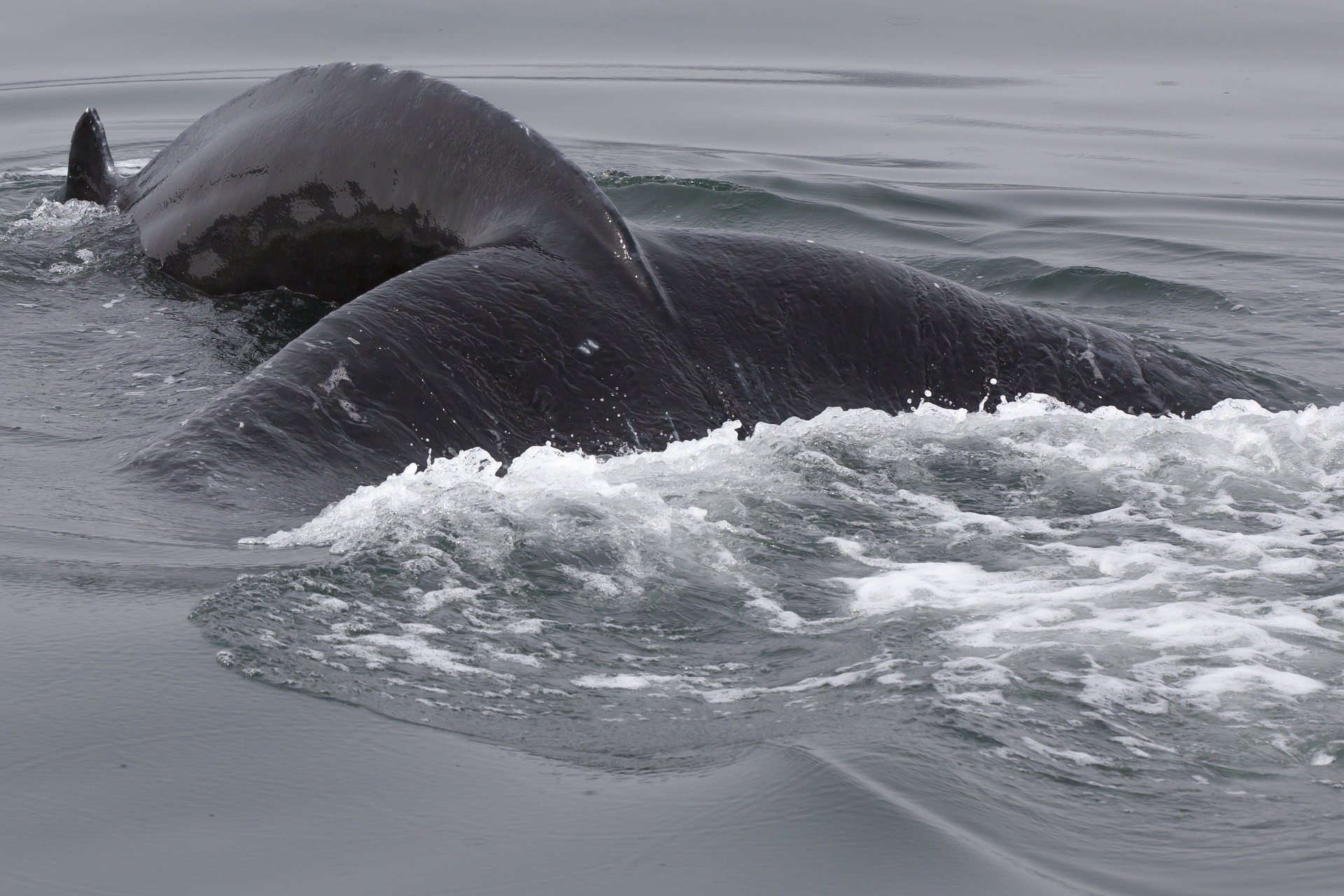 Humpback whale tale is iceland, in the sea