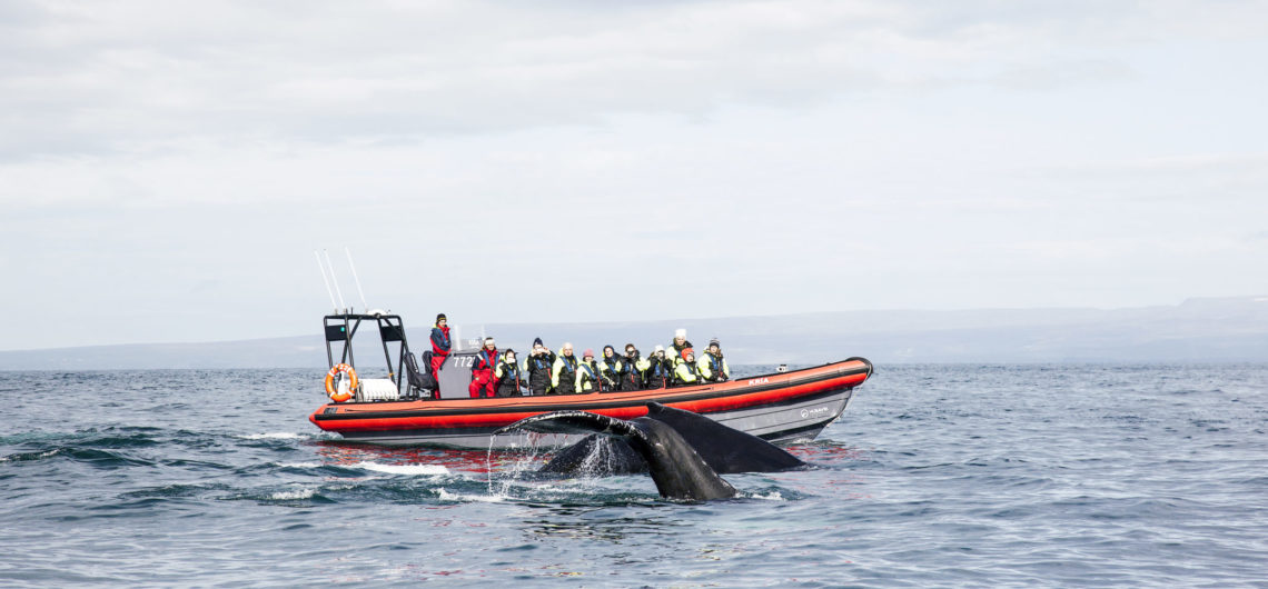 Húsavík Adventures