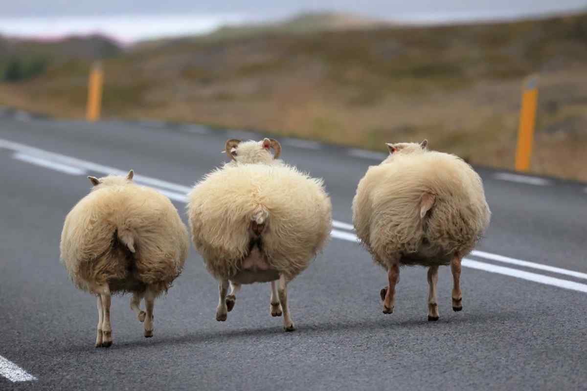 Icelandic Sheep Running on the Road Three Icelandic sheep running freely on an open road, a common sight on a road trip in Iceland.