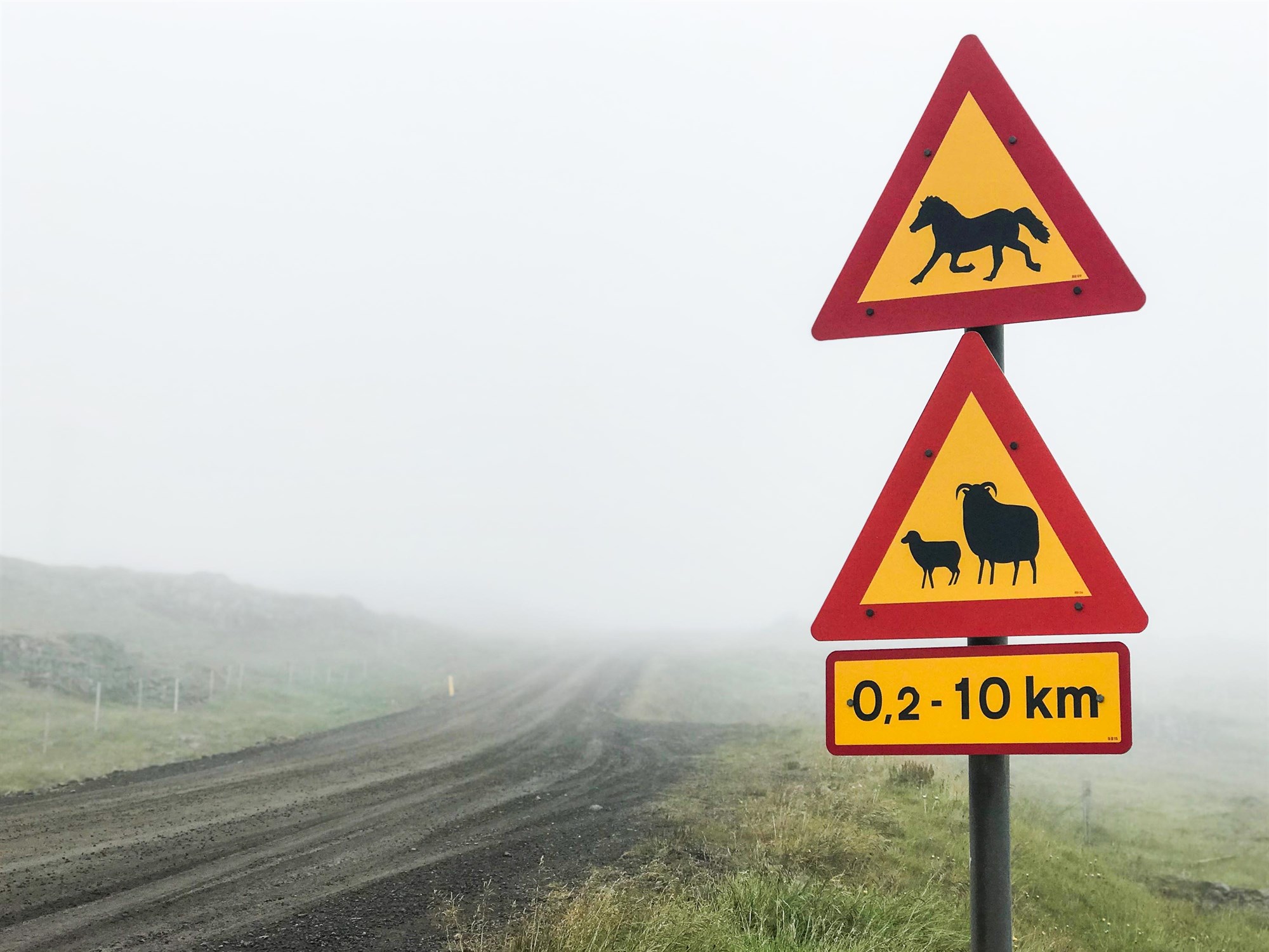 Warning Sign for Sheep and Horses in Iceland Icelandic road sign warning drivers about sheep and horse crossings along a foggy gravel road.