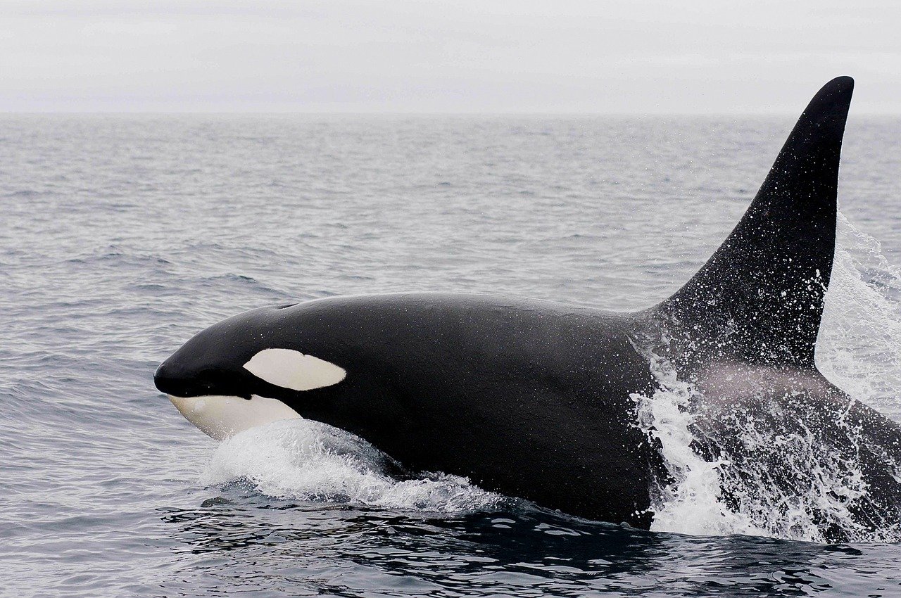 A killer whale jumping out of the water in Iceland