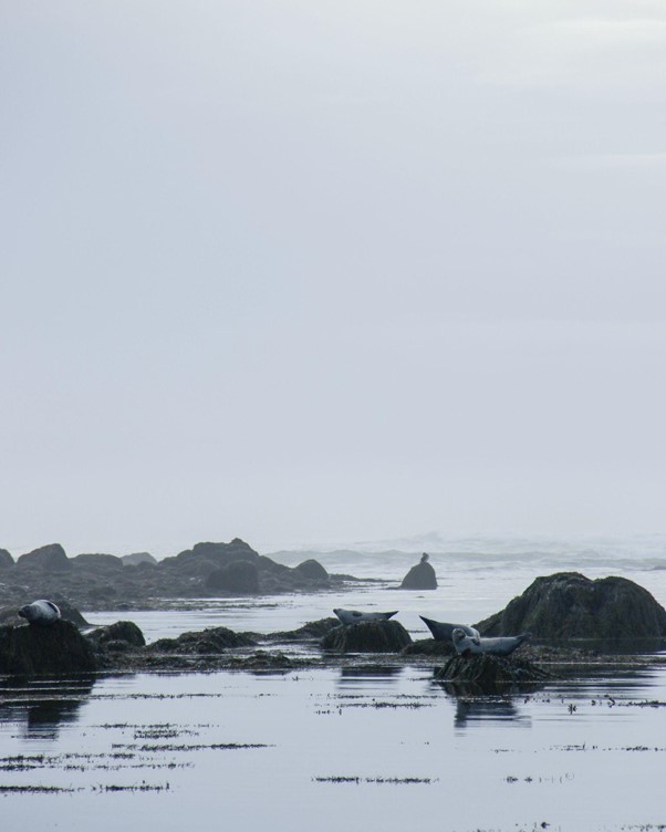 Seal watching at Ytri Tunga