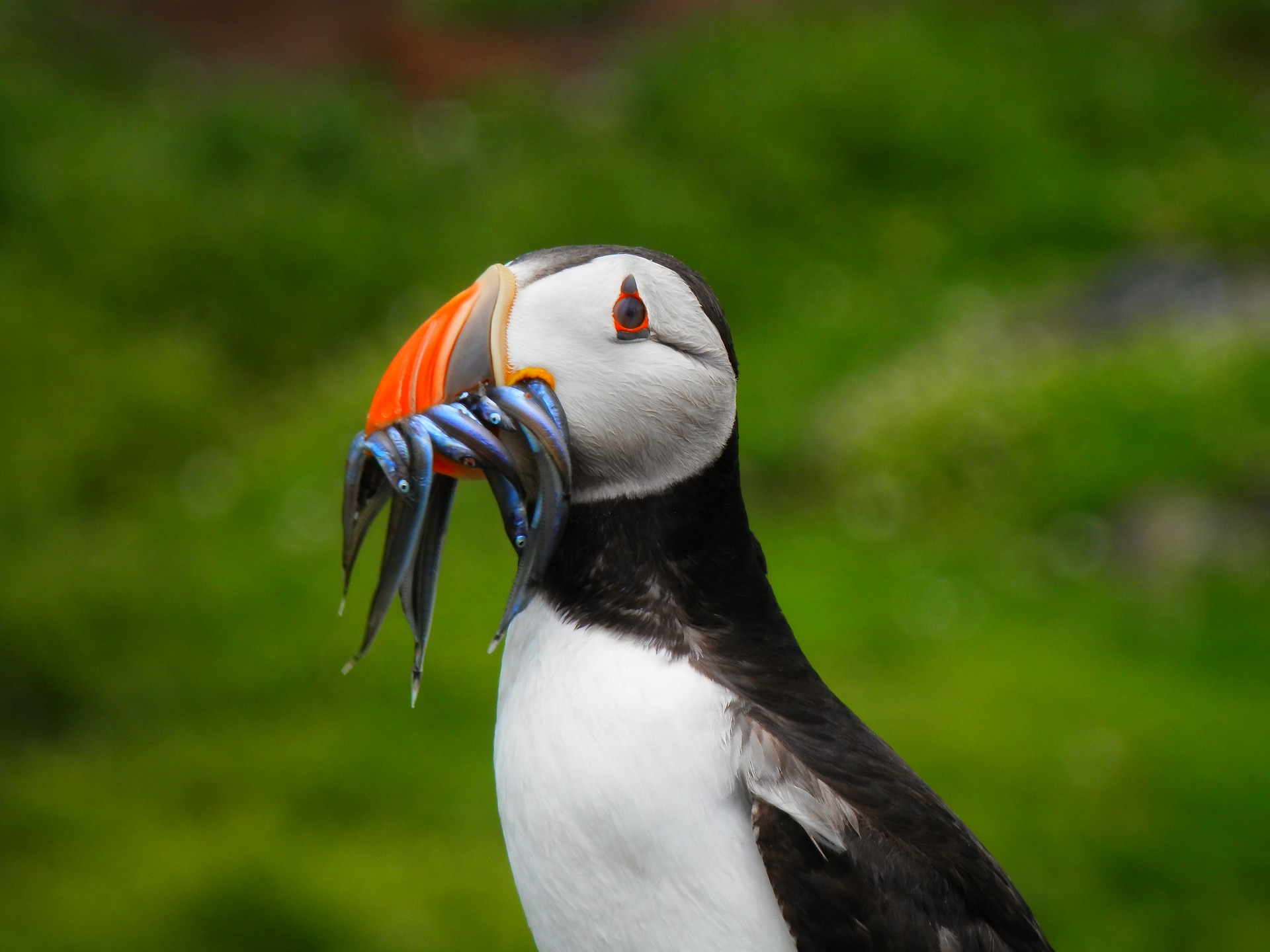 How to see the puffin bird in Iceland? KuKu Campers
