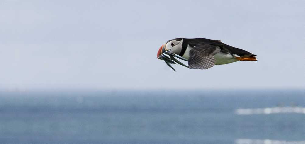 Flying bird with fish in its beak