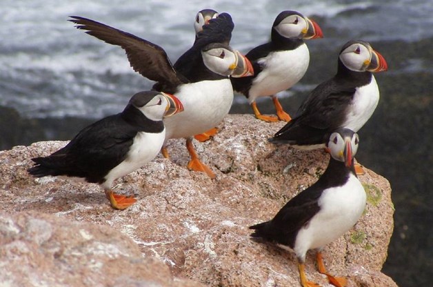 Puffins in Iceland