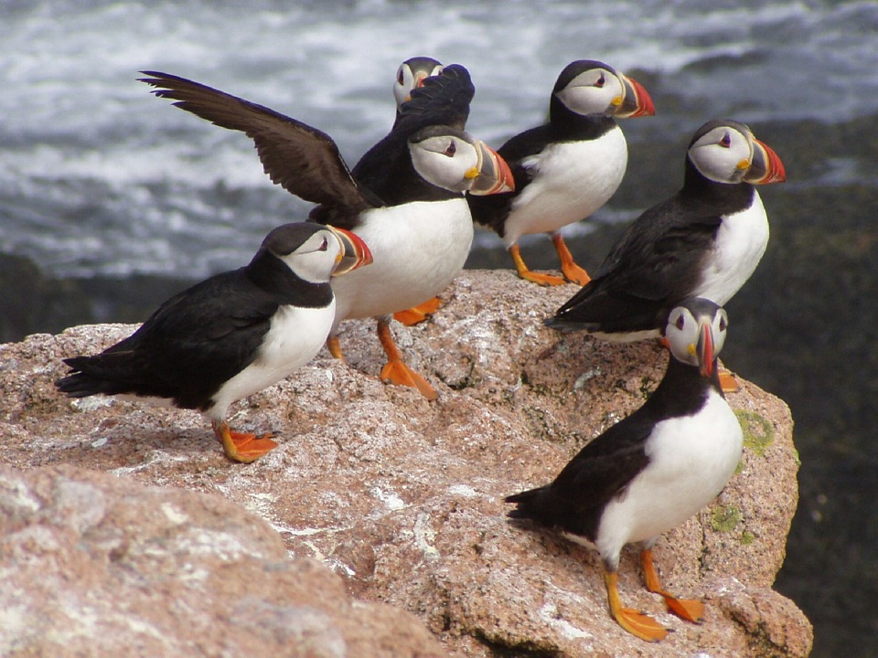 group of puffins enjoying life