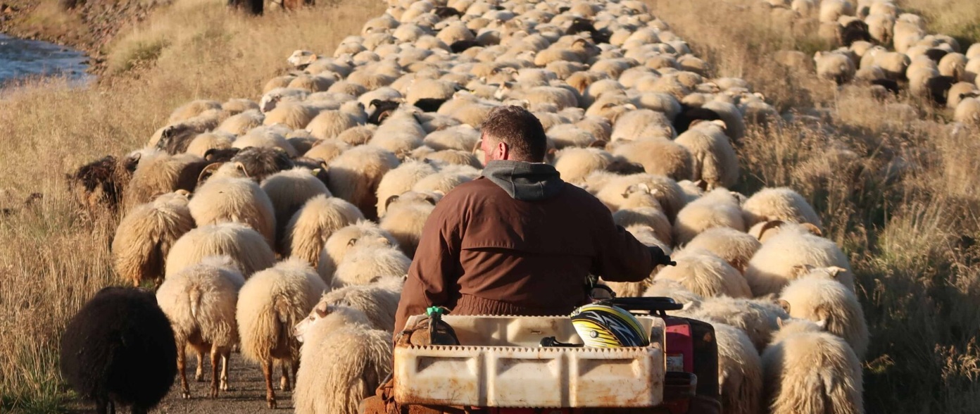 Réttir in Iceland with Farmer and Sheep A farmer on a quad bike guiding a massive flock of sheep during réttir, Iceland’s traditional sheep roundup.