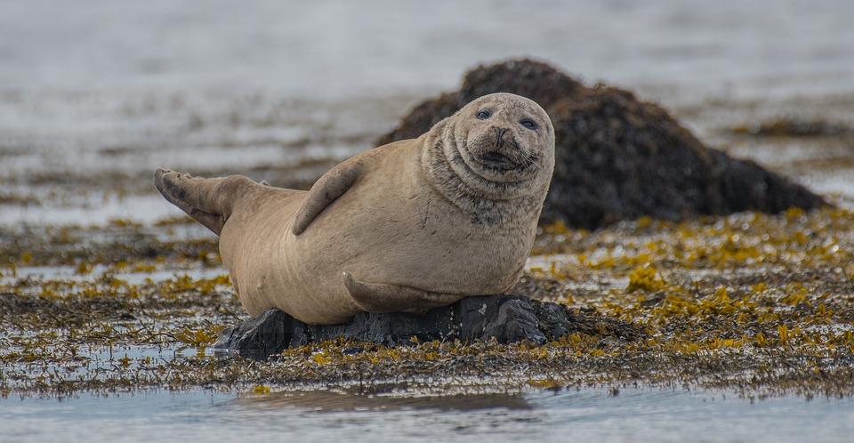 Seal enjoying life