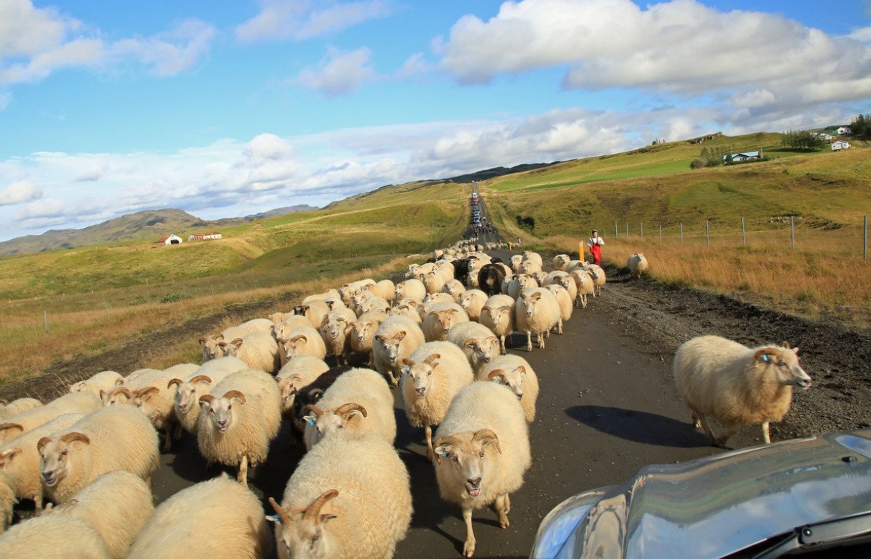 Sheep Traffic Jam on an Icelandic Country Road A huge flock of Icelandic sheep causes a traffic jam during réttir, the traditional autumn roundup across the countryside.