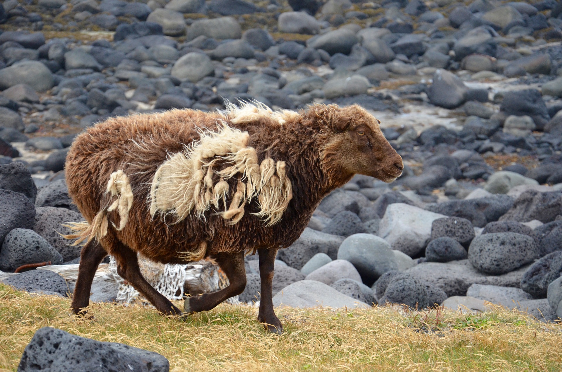 one Icelandic brown sheep walking on grass 