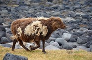 KuKu Campers Iceland History People Economy Fun Facts And More
