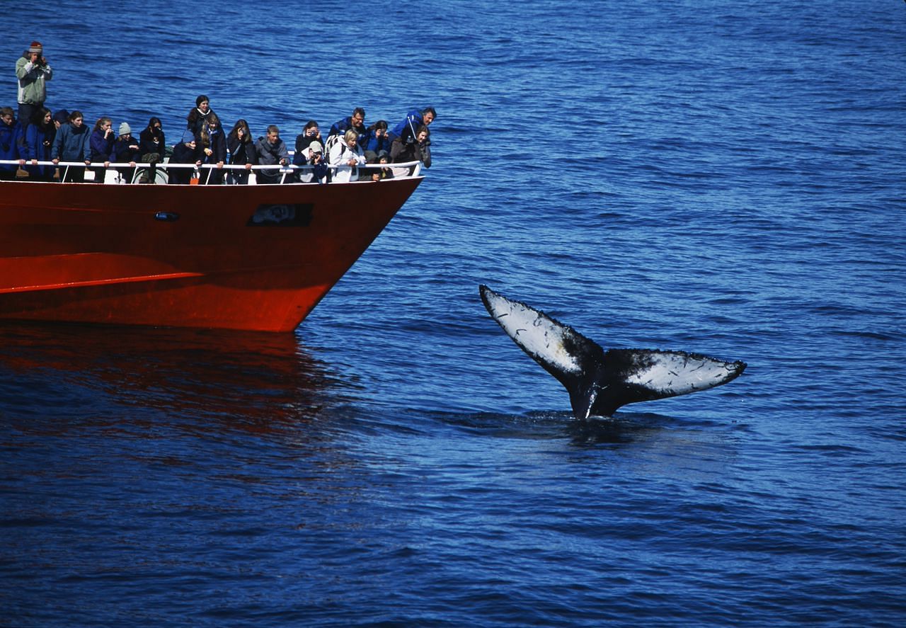 Elding whale watching excursiones 